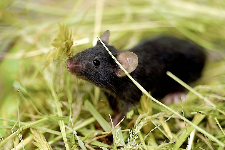 Maus, Wildling, Mikrobiota, Translation, Forschung