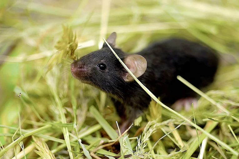 Maus, Wildling, Mikrobiota, Translation, Forschung